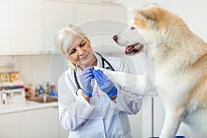 Female vet examining a dog sitting on an examination tableÂ 